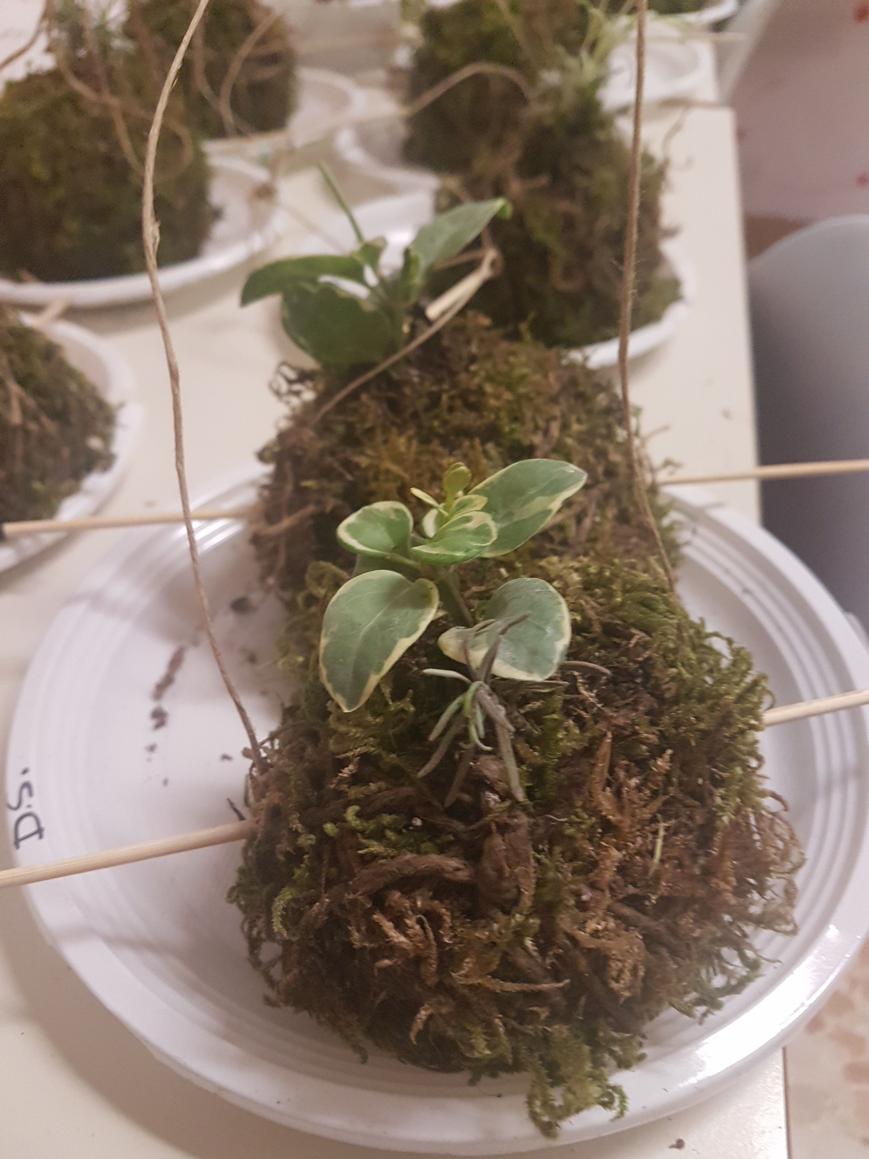 realizzazione di un kokedama piante giuapponesi sospese (materiale usato argilla e mischio e germogli di nuove piante) come simbolo di sostenibilità